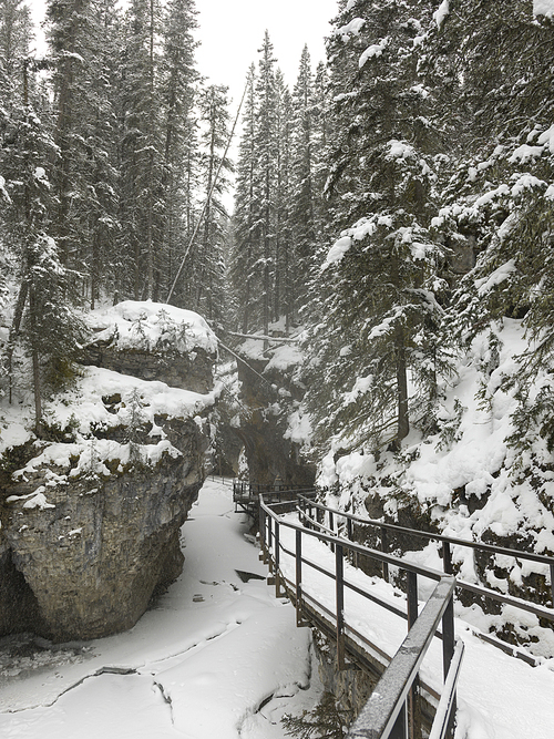 Snow covered trees with trail in forest, Johnston Canyon, Banff National Park, Alberta, Canada