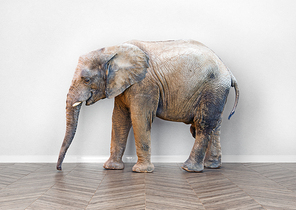 an elephant  in the room near white wall. Creative concept