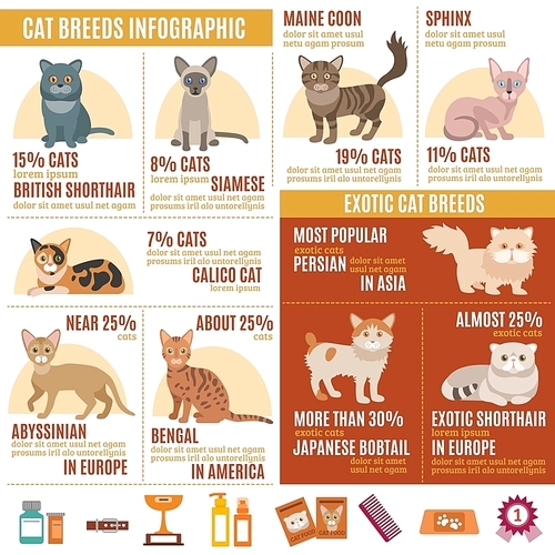 Cats infographics set with exotic breed icons and pet care elements vector illustration