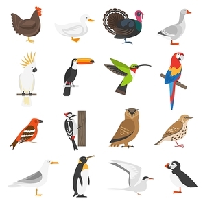 Bird flat color icons set of penguin woodpecker parrot owl turkey goose chicken duck isolated vector illustration