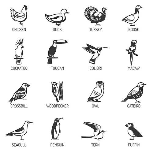 Set of different birds silhouettes from various living environment with titles flat isolated vector illustration
