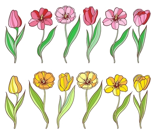 Set of red and yellow tulips. Decorative vector floral elements.