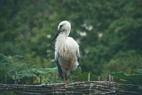 Large stork standing on one leg in a nest in green nature
