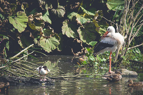 Stork and ducks in a pond in nature