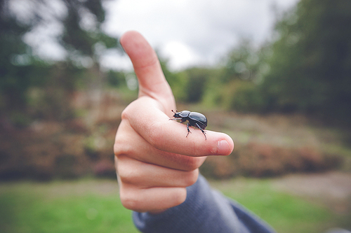 Beetle on a hand giving thumbs up in the nature