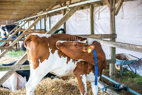 Cow standing in an outdoor stable at a agricultural show