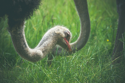 Ostrich eating green grass on a field