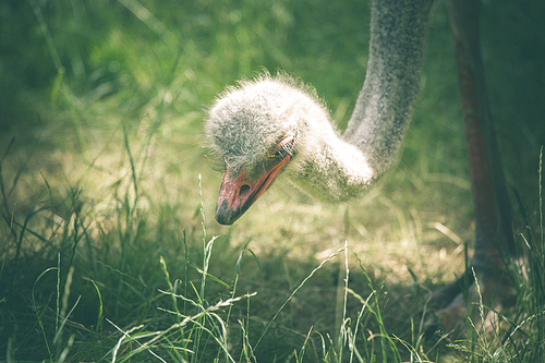 Ostrich searching for food in green grass