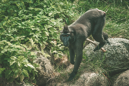 Macaca Nigra monkey climbing on rocks in green nature