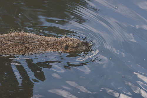 Beaver swimming in a dark lake searching for food