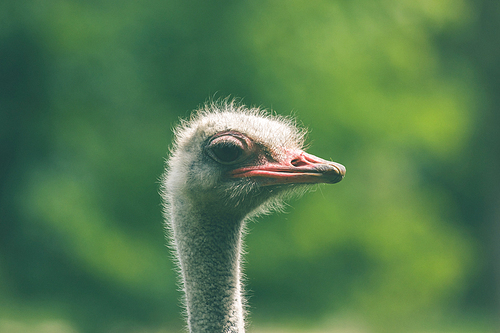 Ostrich headshot on green background in the summer