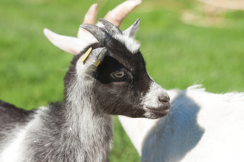 Young goat with black spots on a green meadow
