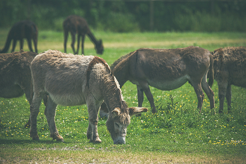 Donkeys grazing on a green meadow in the summer