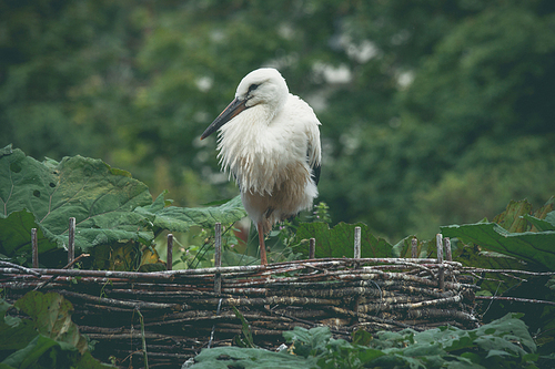 Stork in a nest in green nature in Denmark