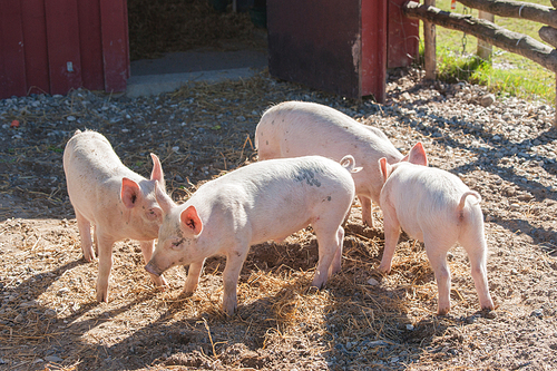 Cute pink piglets in a pigsty at a farm
