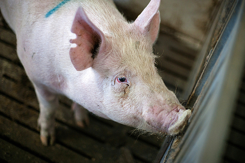 Pig looking through the bars in a dark stable