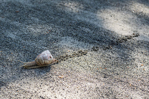 Lonely snail leaving a track in gravel