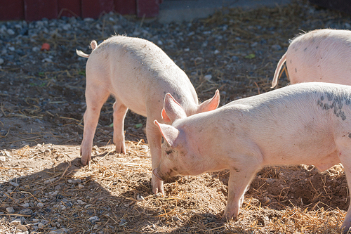 Pigs playing aroung in a yard at a farm