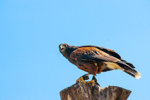 Steppe eagle on the top of a wooden tree log on blue background