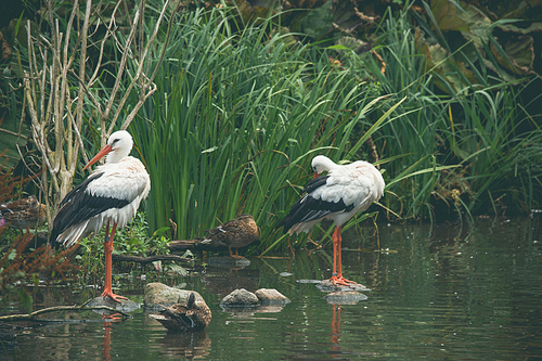 Stork couple by a river in green nature