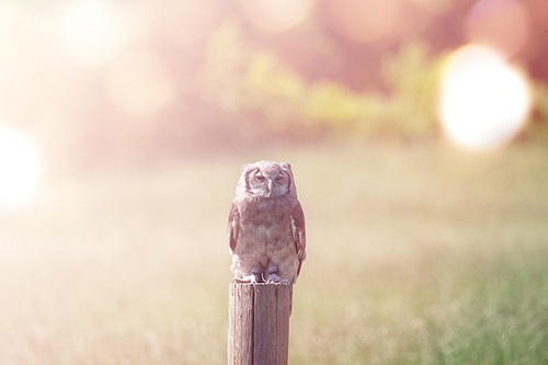 Owl on a field in the morning sun