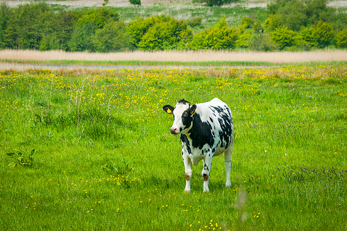 Holstein Friesian cow on a green field with dandelions