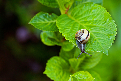Snail hanging on a green leaf in a garden
