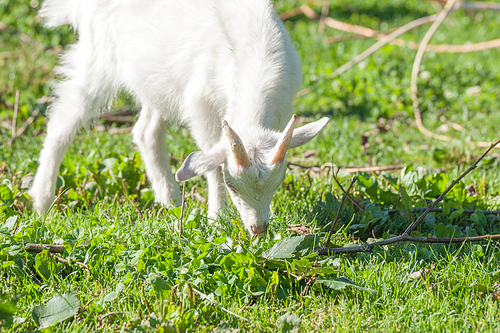 Goat kid eating grass on a green meadow in the spring