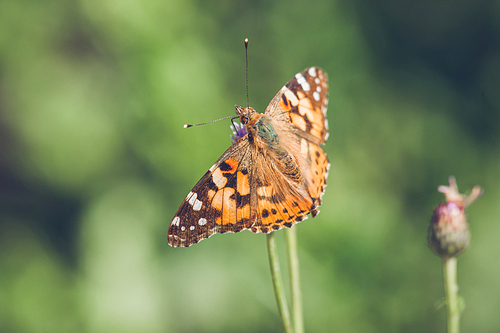 orange butterfly of the species vanessa cardui in green