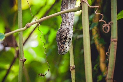 Python in a tree in a tropical jungle