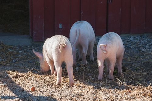 Pink pigs with curly tails at a rural farm in the summer