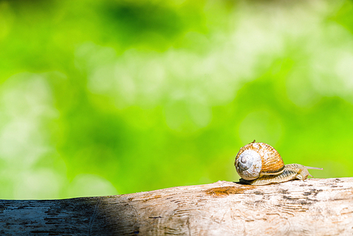 Snail on a branch in a green forest in the spring