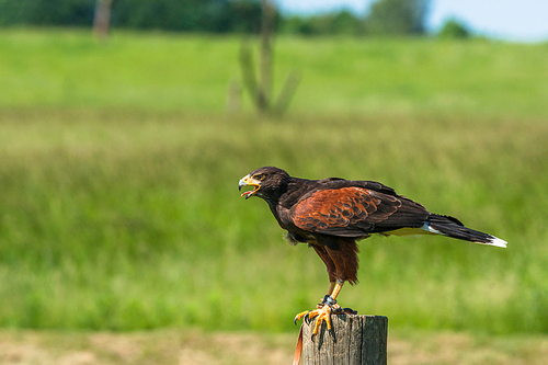 Harris hawk sitting on a wooden pole in a countryside landscape