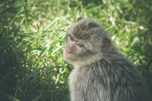Macaca monkey in green grass in the summertime