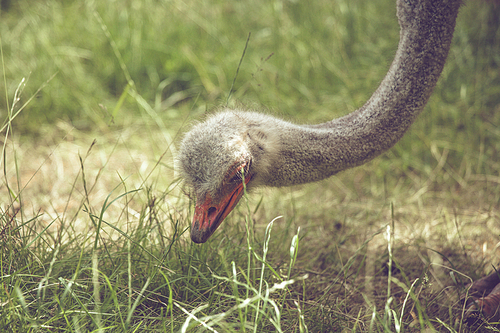 Close-up of an ostrich looking for food in the grass