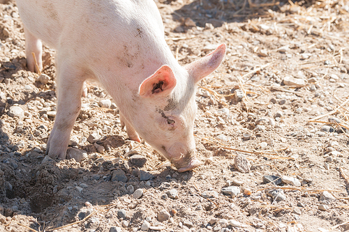 Pink pig looking for food in a farmyard in the summer