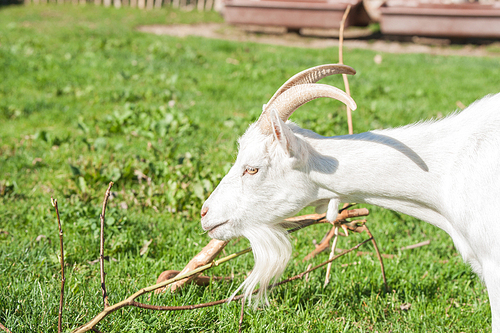White goat with horns in a barnyard with green grass