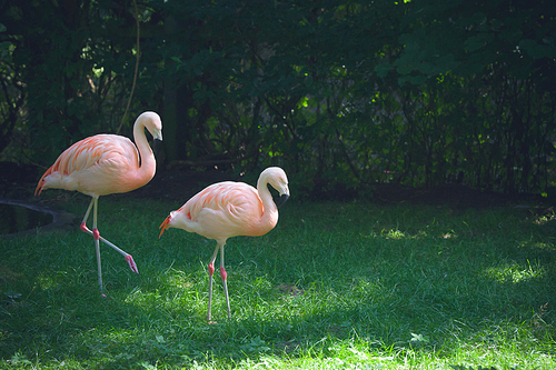 Flamingos walking on green grass in a forest