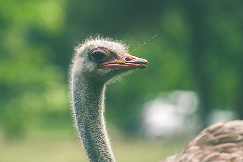 Ostrich with a straw in the mouth on green nature background