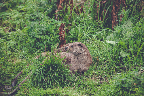 Otter in green grass by a lake in the spring