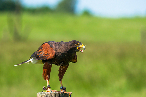 Harris hawk on a wooden pole in green nature