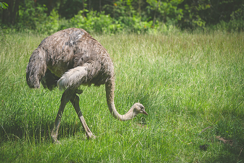 Ostrich walking on a green meadow in the summer