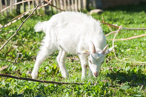 White goat kid eating a branch on a green meadow