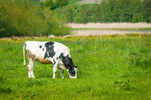 Cow grazing on a green meadow in the summertime