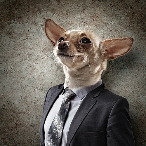 Funny portrait of a dog in a suit on an white background. Collage.