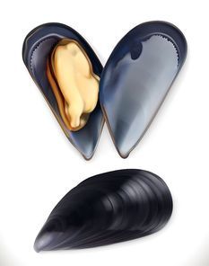 Mussels. 3d vector icon. Seafood, realism style