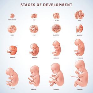 Set of isolated decorative icons showing stages of human embryonic development with period clarification in months realistic vector illustration