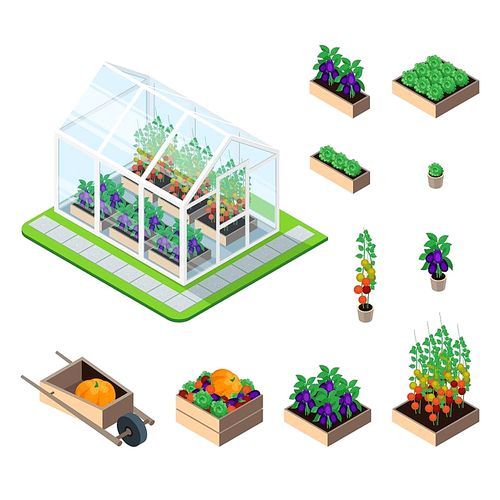 Greenhouse isometric set with plants and garden vegetables isolated elements vector illustration