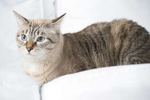 Cute tabby cat at home - laying on sofa and relaxing