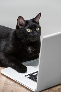 Comical portret of Intelligent successfull black business cat lying on wooden floor in front of a laptop